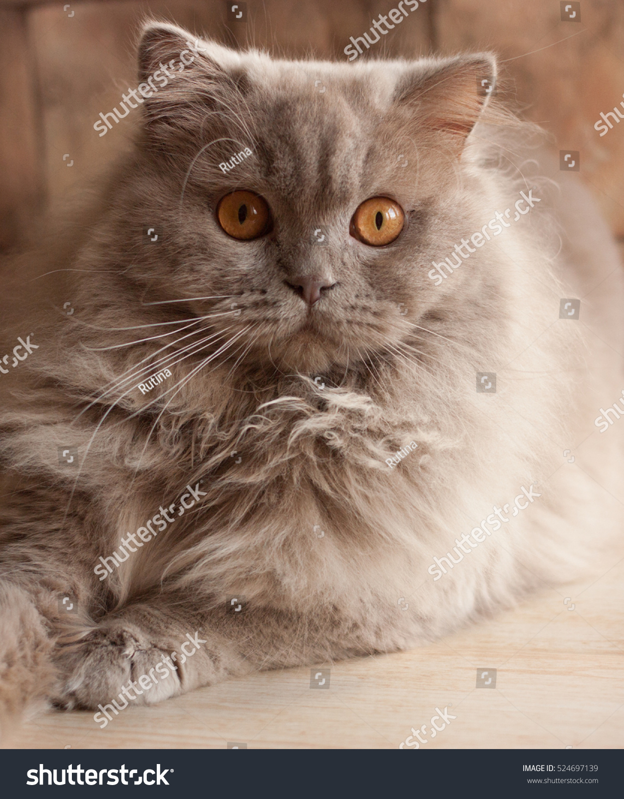 Cat Lilac British Longhair Stock Photo Edit Now