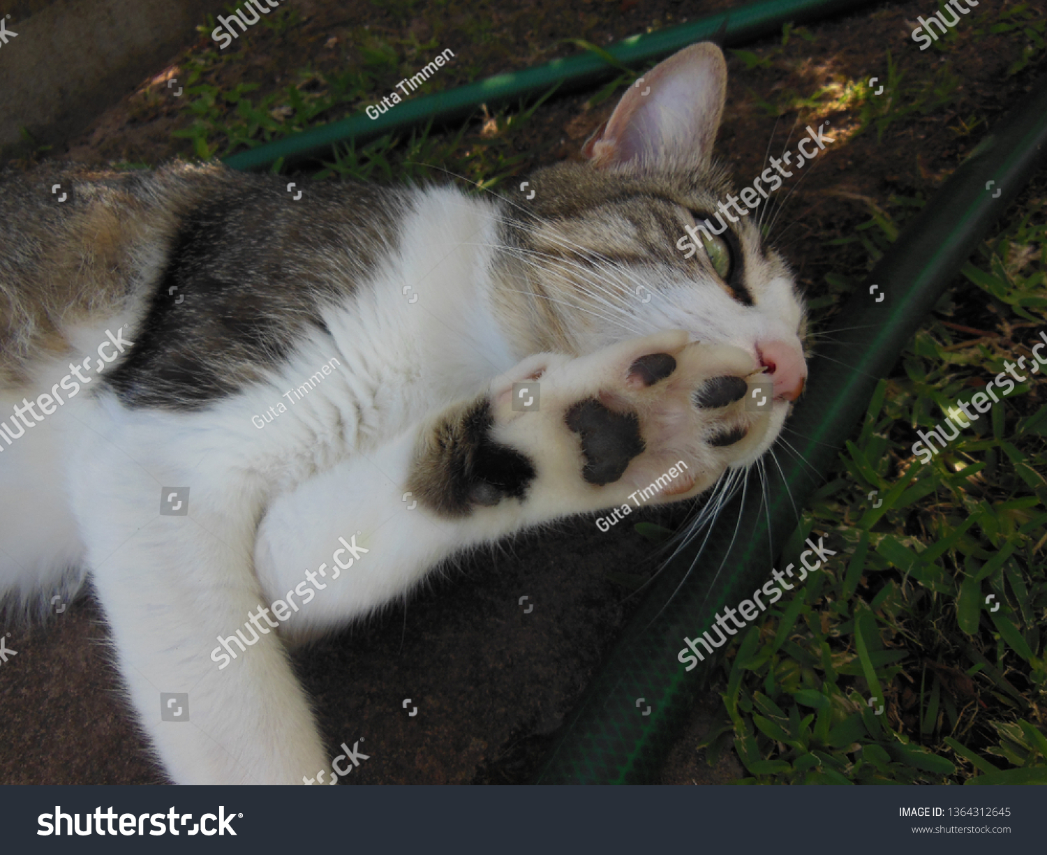 Cat Lying Paw Front Mouth Cat Stock Photo Edit Now 1364312645