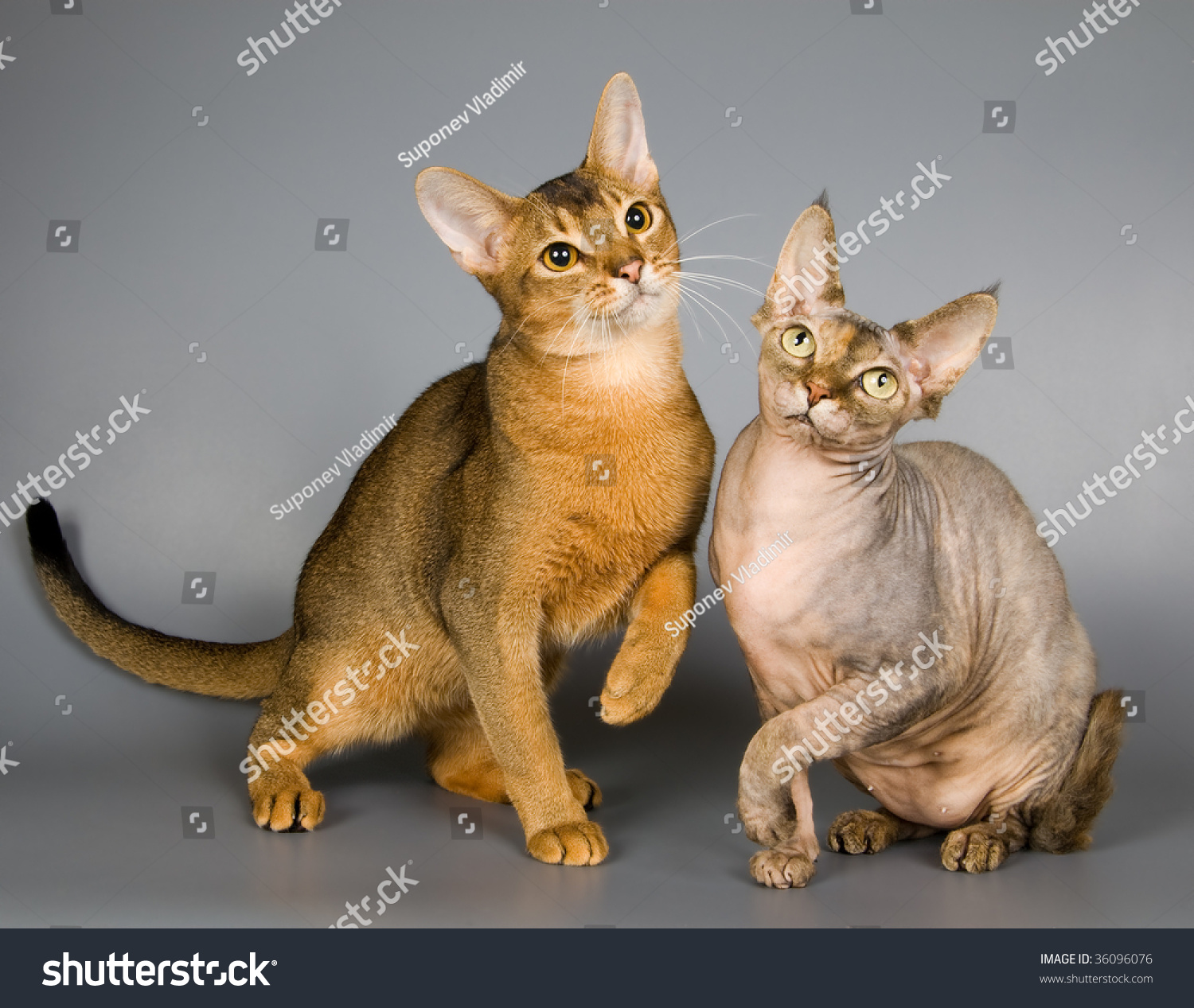 Cat Abyssinian Breed Cat Breed Canadian Stock Photo 36096076 ... Cat Abyssinian Breed Cat Breed Canadian Stock Photo 36096076 ...