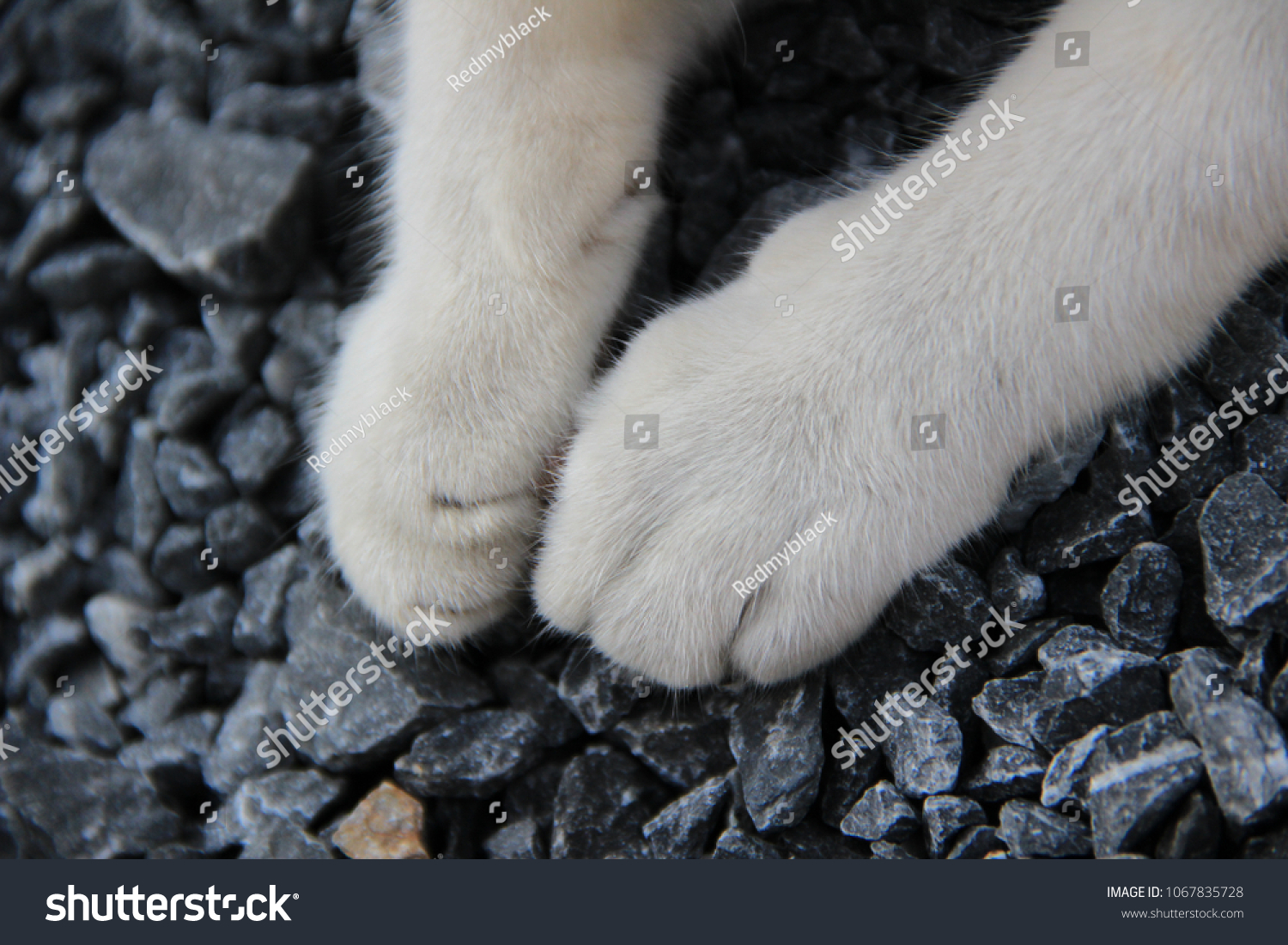 tiny cat paws