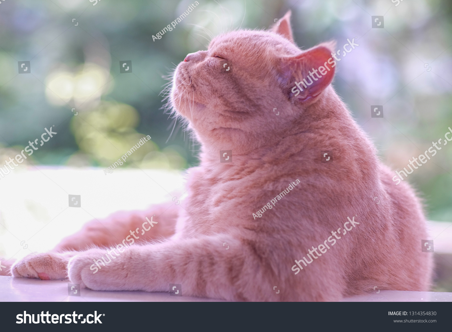 Cat Persian Medium Short Hair Animals Wildlife Backgrounds