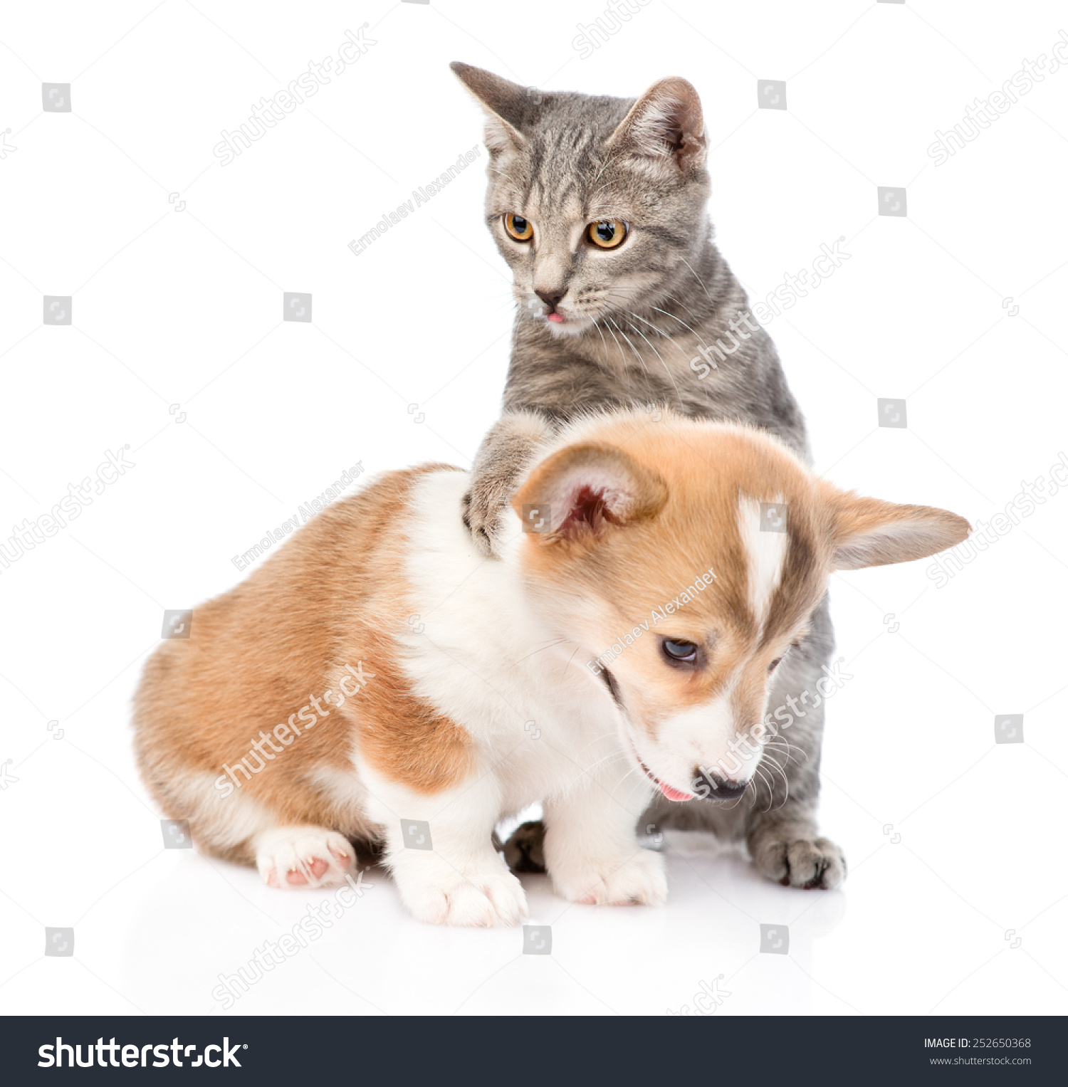 Cat Playing Pembroke Welsh Corgi Puppy Stock Photo Edit Now