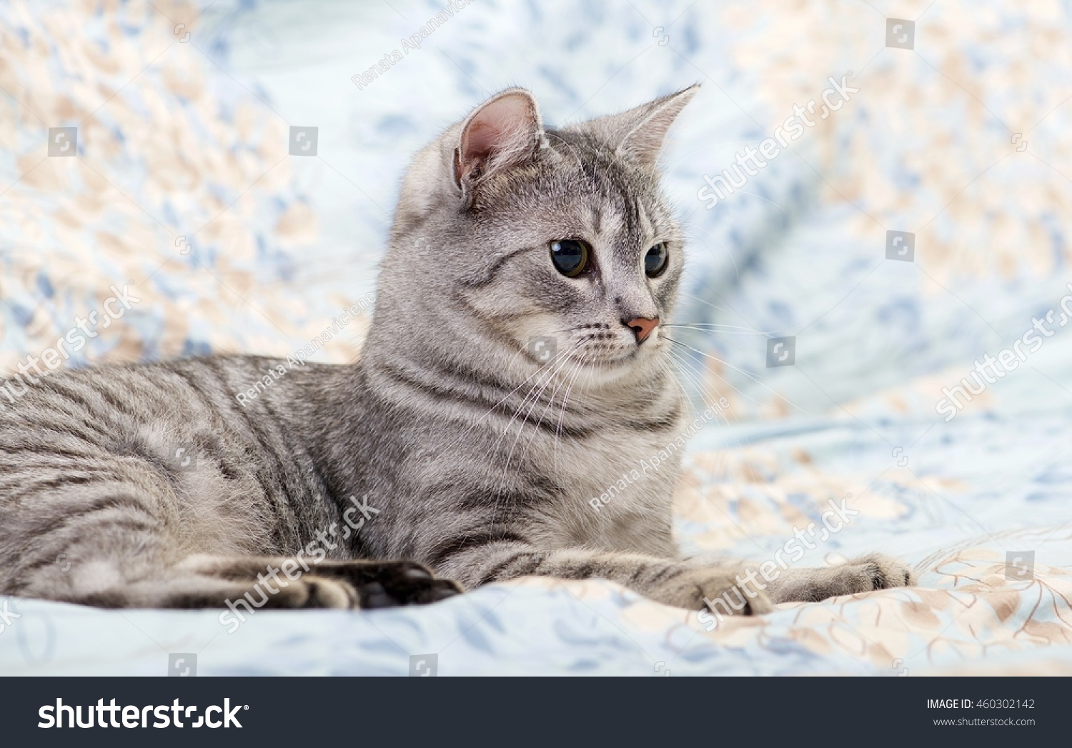 Cat Resting Cat On Sofa Close Stock Photo 460302142 Shutterstock