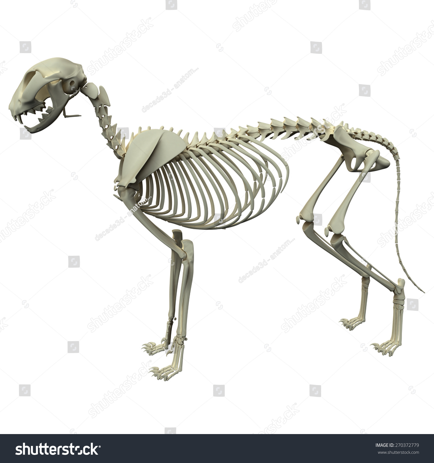 Cat Skeleton Anatomy Side View Stock Illustration 270372779 - Shutterstock