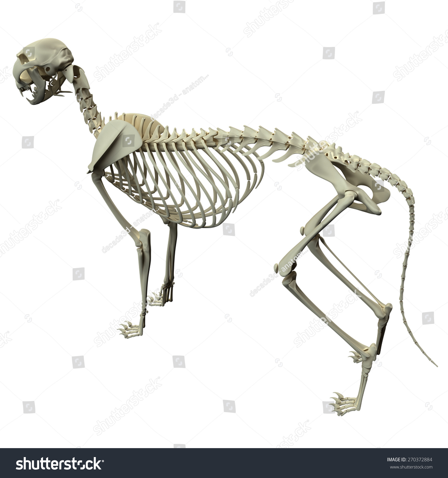 Cat Skeleton Anatomy Side View Stock Illustration 270372884 | Shutterstock