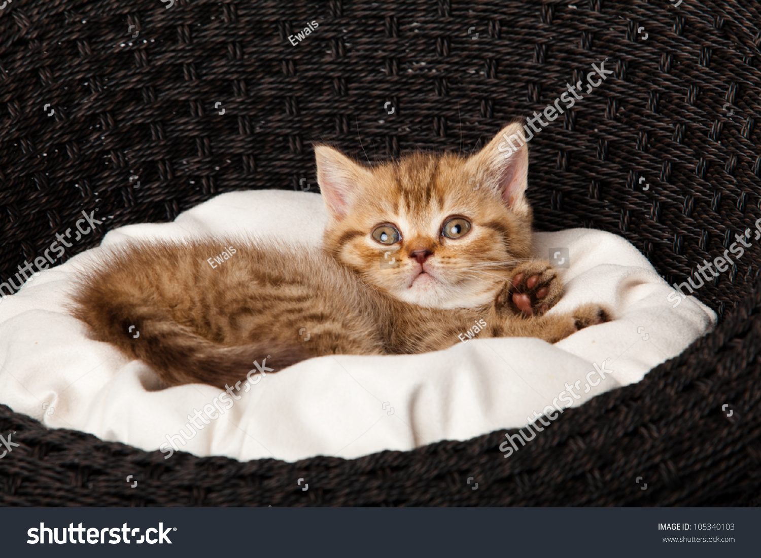 Cat Sleeping In The Basket Stock Photo 105340103 : Shutterstock