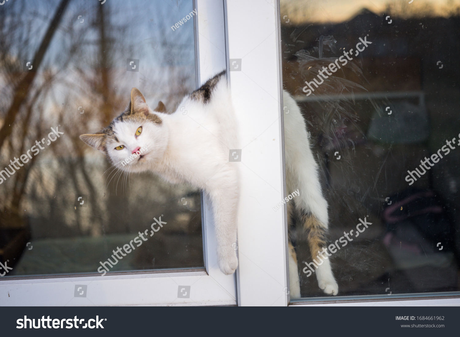 Stuck in window Images, Stock Photos & Vectors | Shutterstock