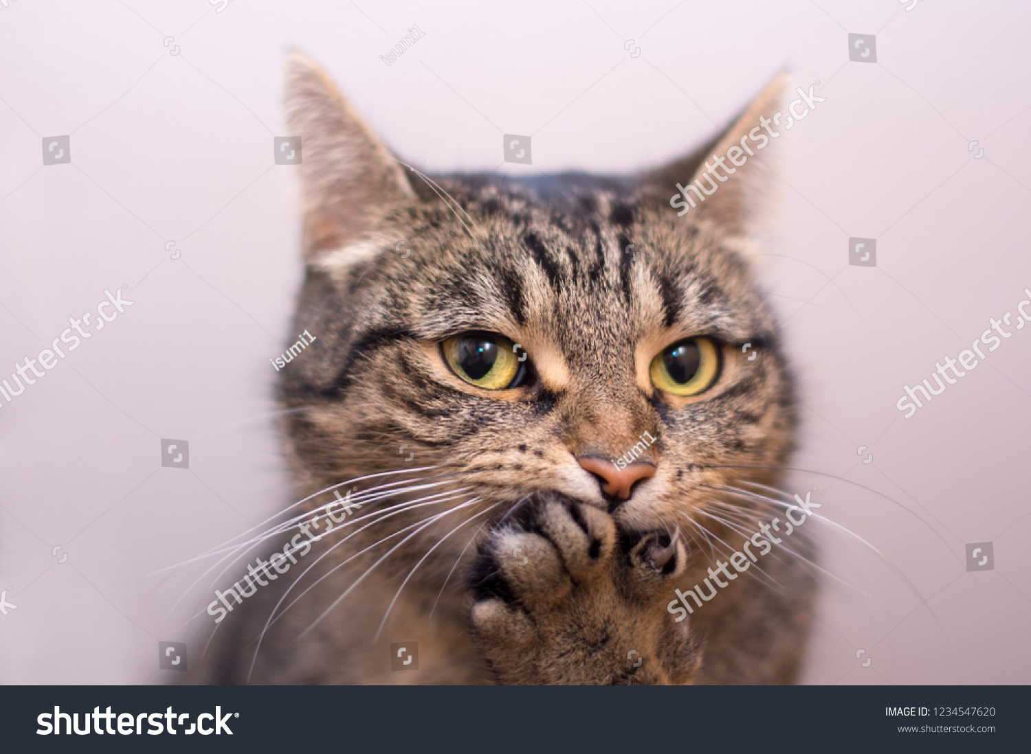 Cat Surprised Paw Covers Mouth Stock Photo Edit Now 1234547620