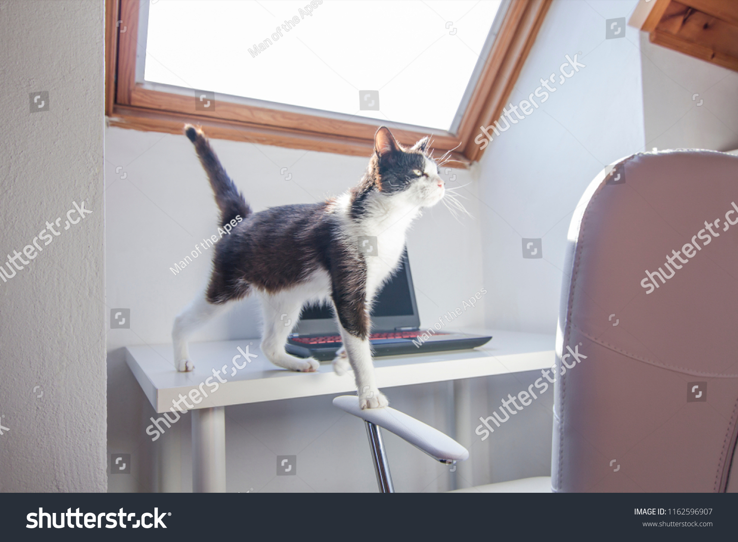 Cat Walking On Desk Laptop Background Stock Photo Edit Now