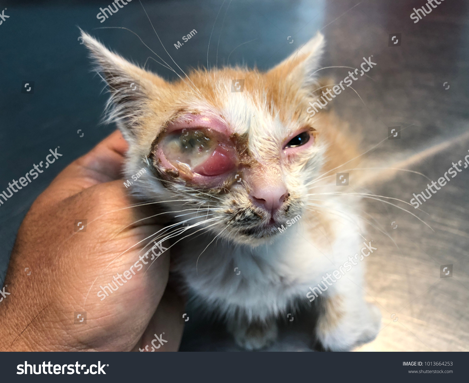 Cat Eye Infection Eye Damage Swollen Stock Photo Edit Now 1013664253