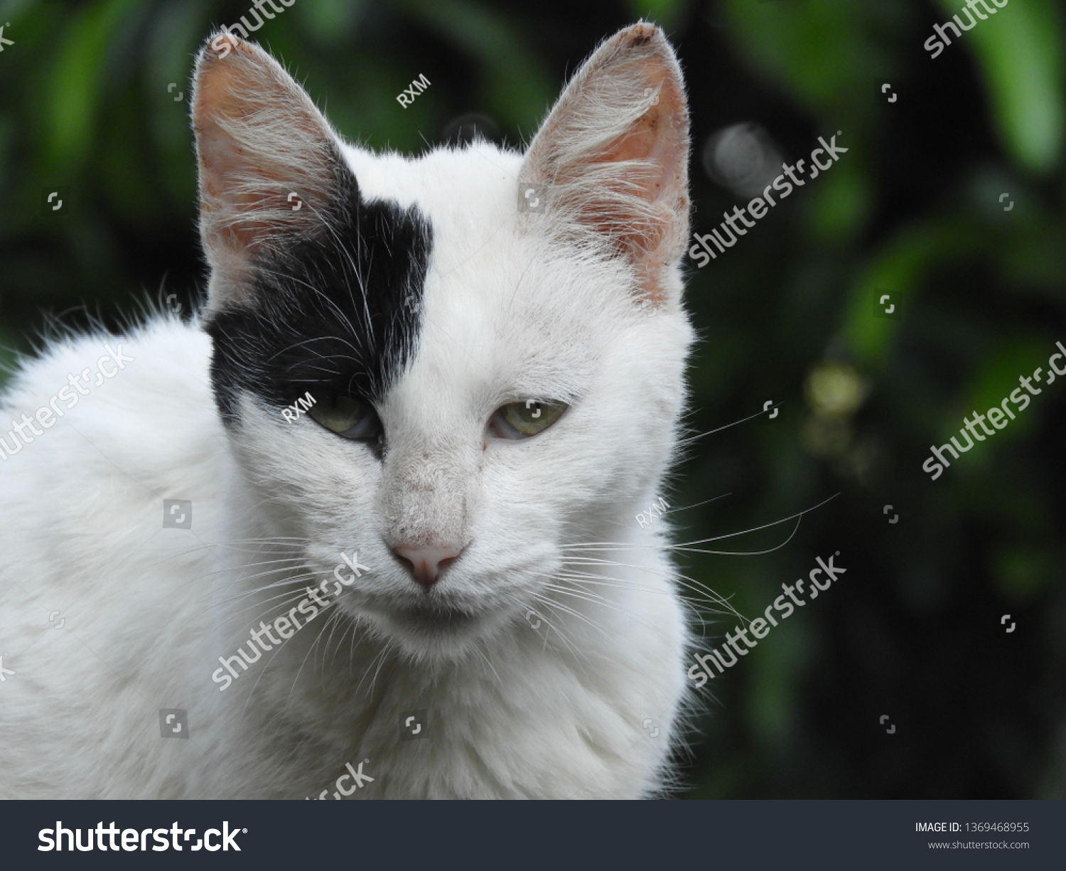 Cat Face Half White Half Black Stock Photo Edit Now 1369468955