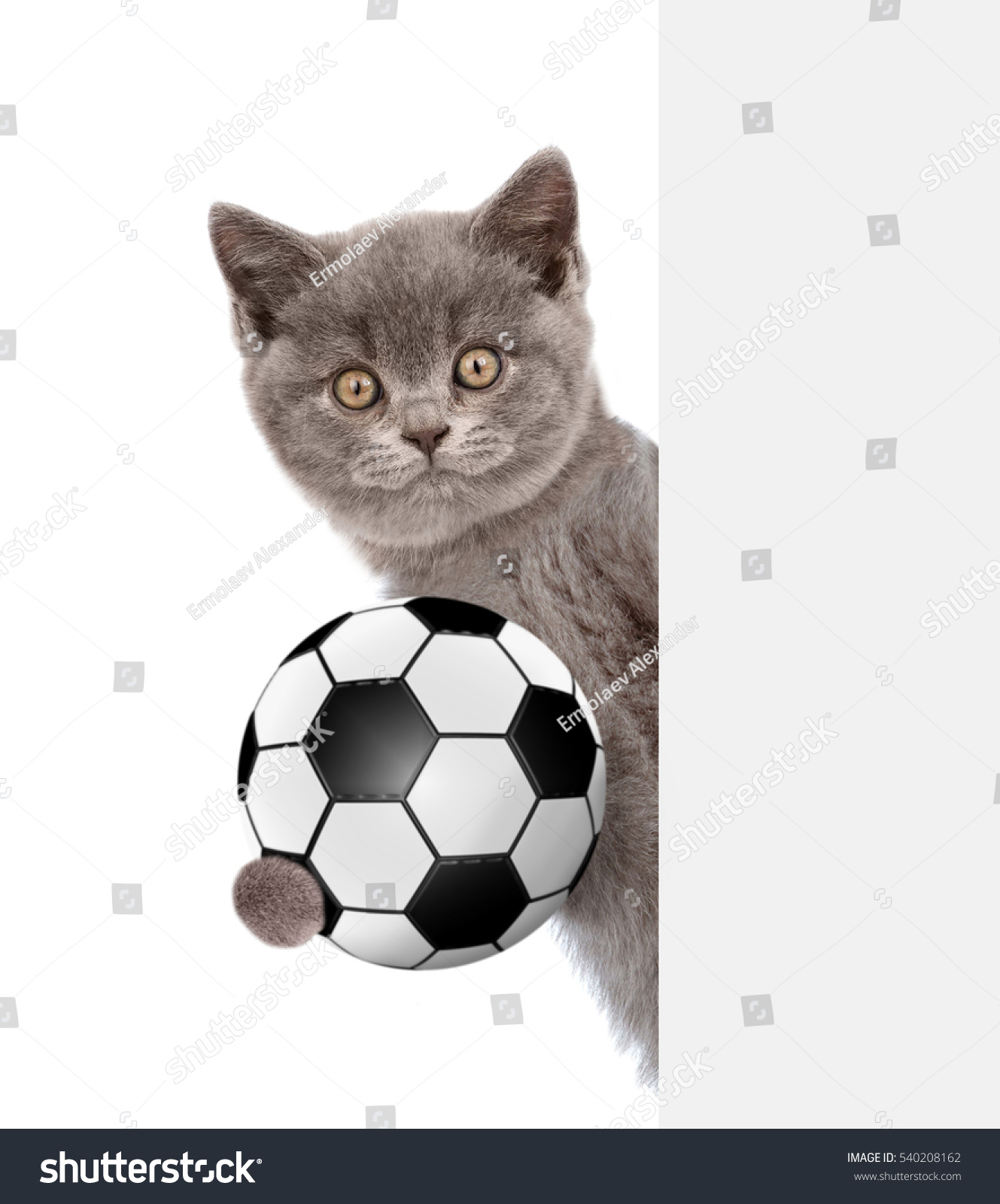 cat soccer ball