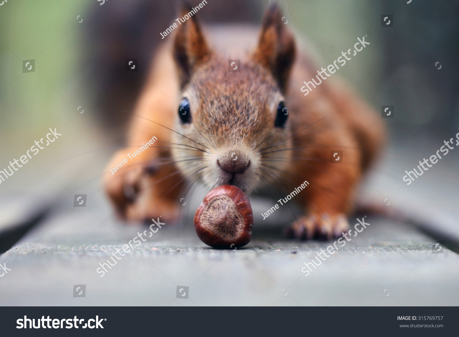 Catching chipmunks : 133 images, photos et images vectorielles de stock