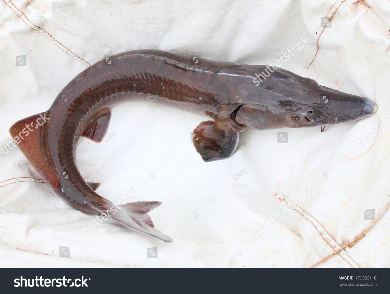 What to catch the sterlet What to catch the sterlet