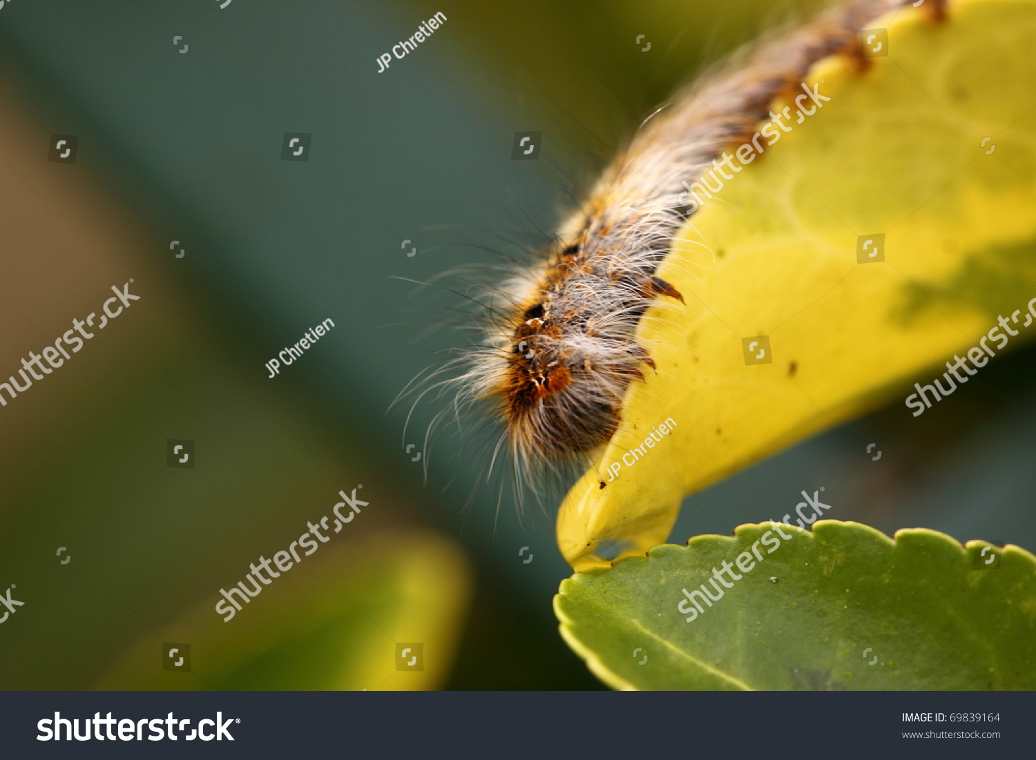 Caterpillar Chenille Stock Photo Edit Now 69839164