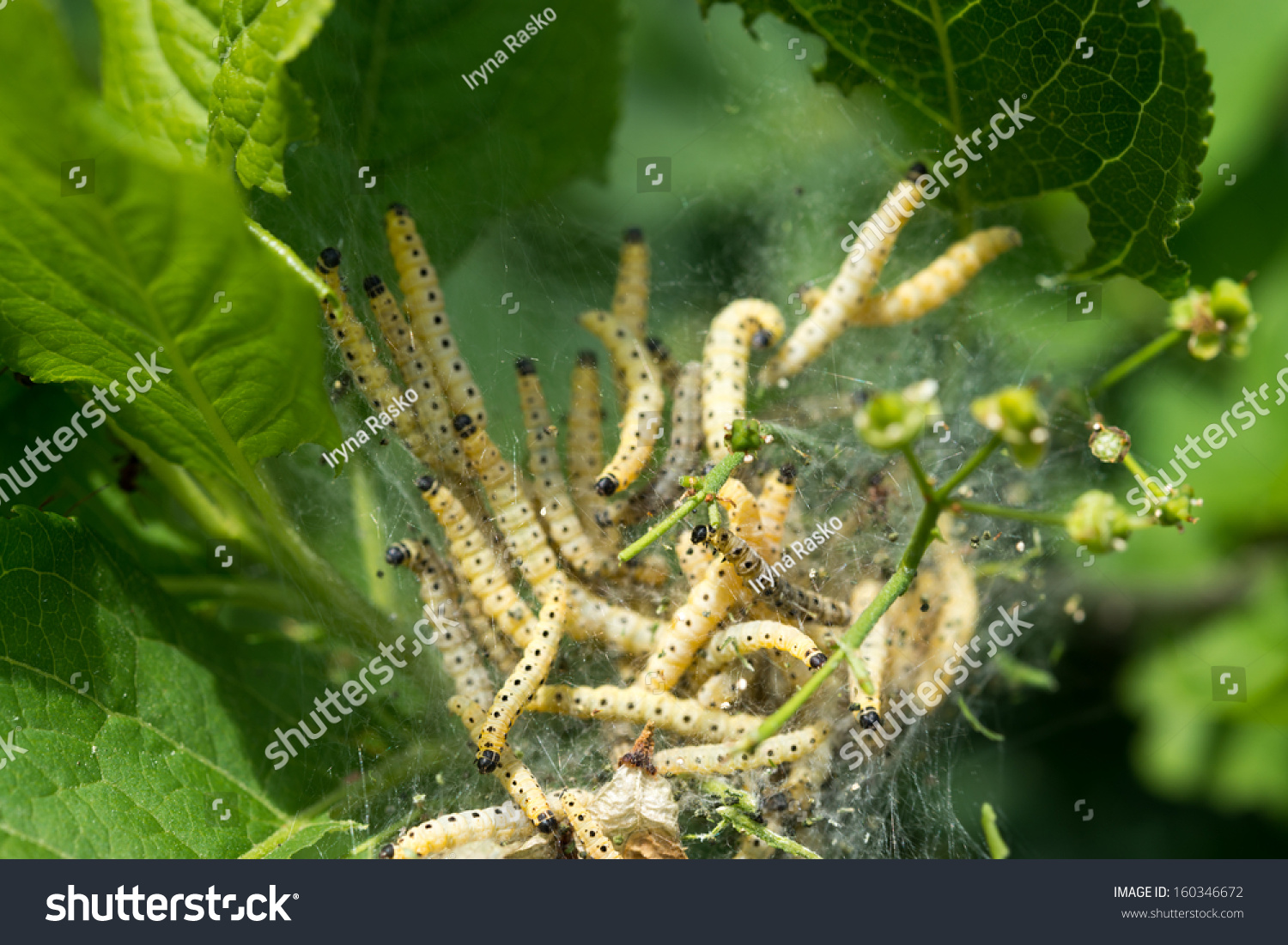 Caterpillar Colony On Green Tree Agriculture Stock Photo 160346672 ...