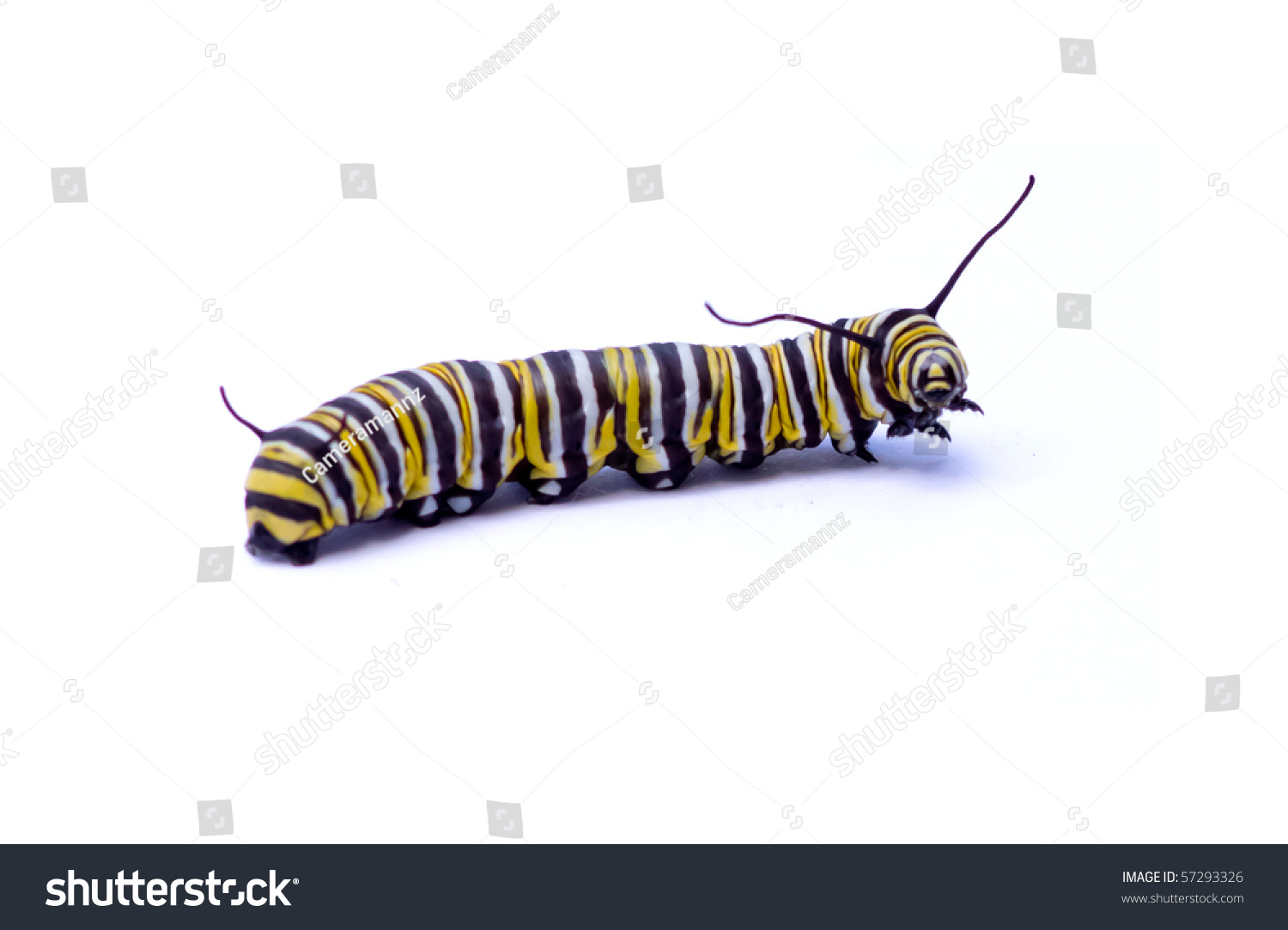 Caterpillar Isolated On White Background Stock Photo 57293326 ...