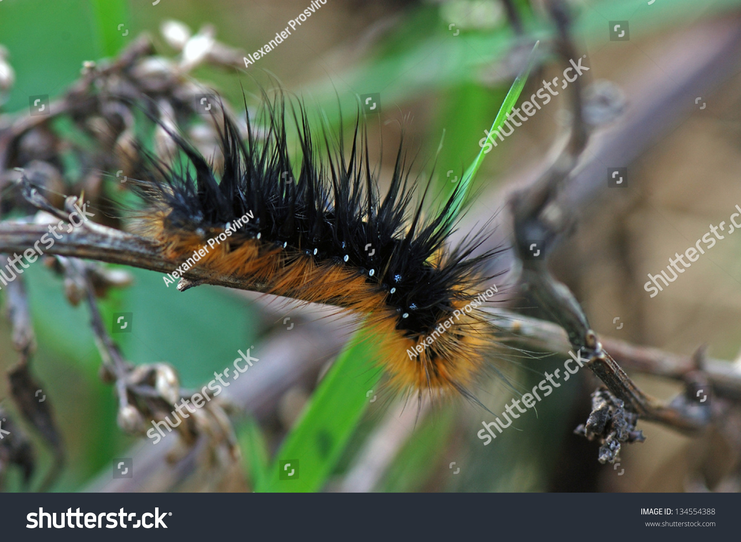 Caterpillar Tiger Moths Stock Photo 134554388 | Shutterstock