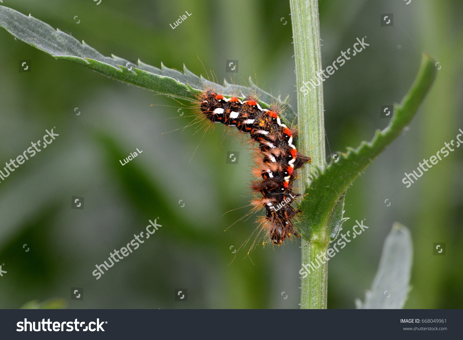 Caterpillar Yellowtail Butterfly Covered Irritating Hairs Stock Photo ...