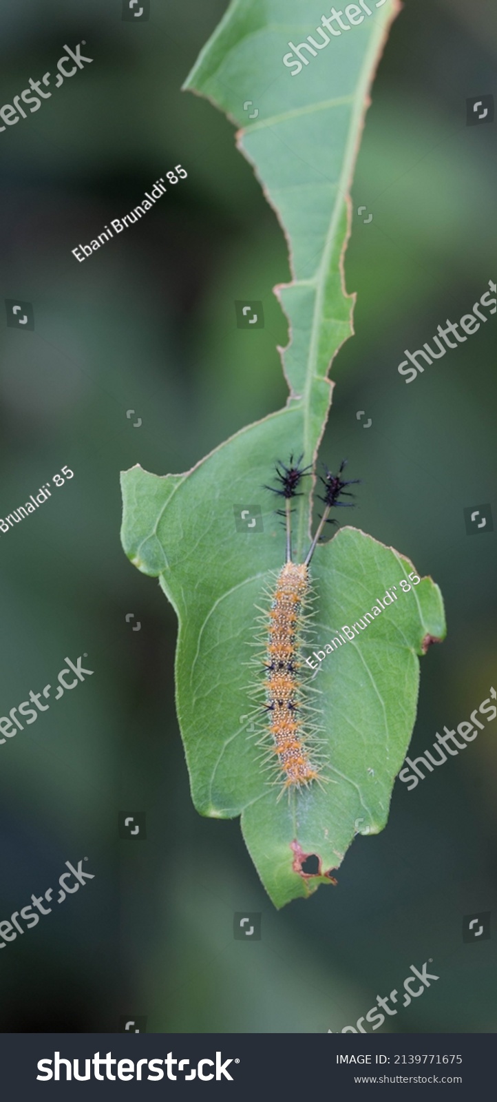 Caterpillar Black Orange White Spines Antennae Stock Photo 2139771675 ...