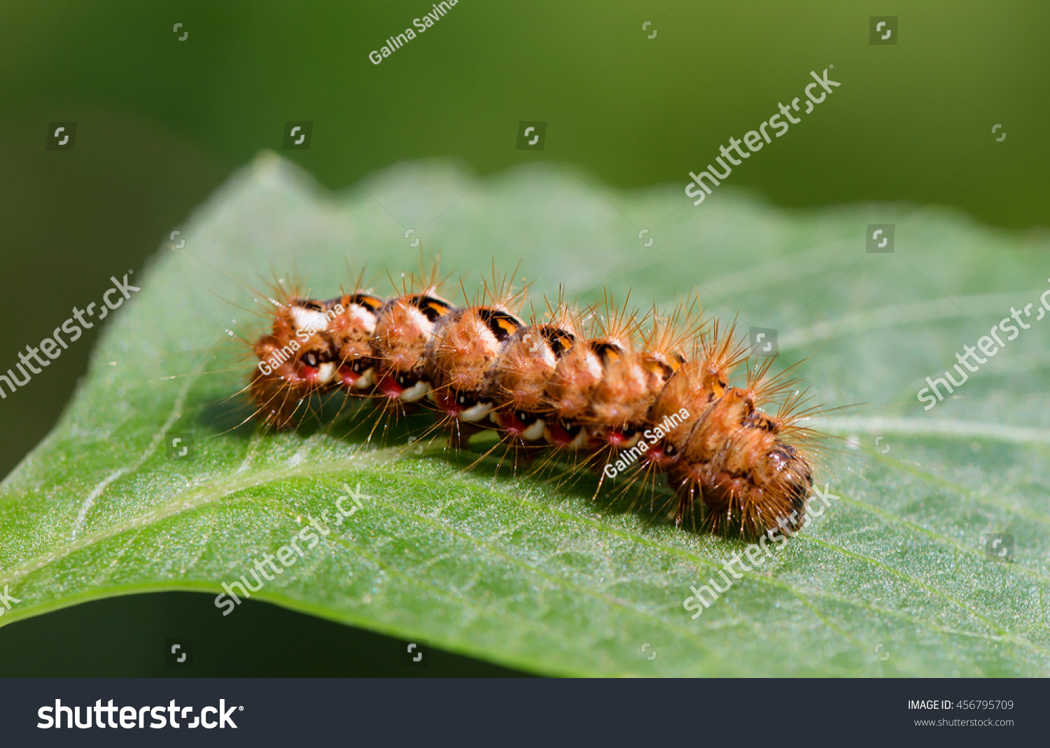 Caterpillar Red Hairs Red White Spots Stock Photo Edit Now 456795709