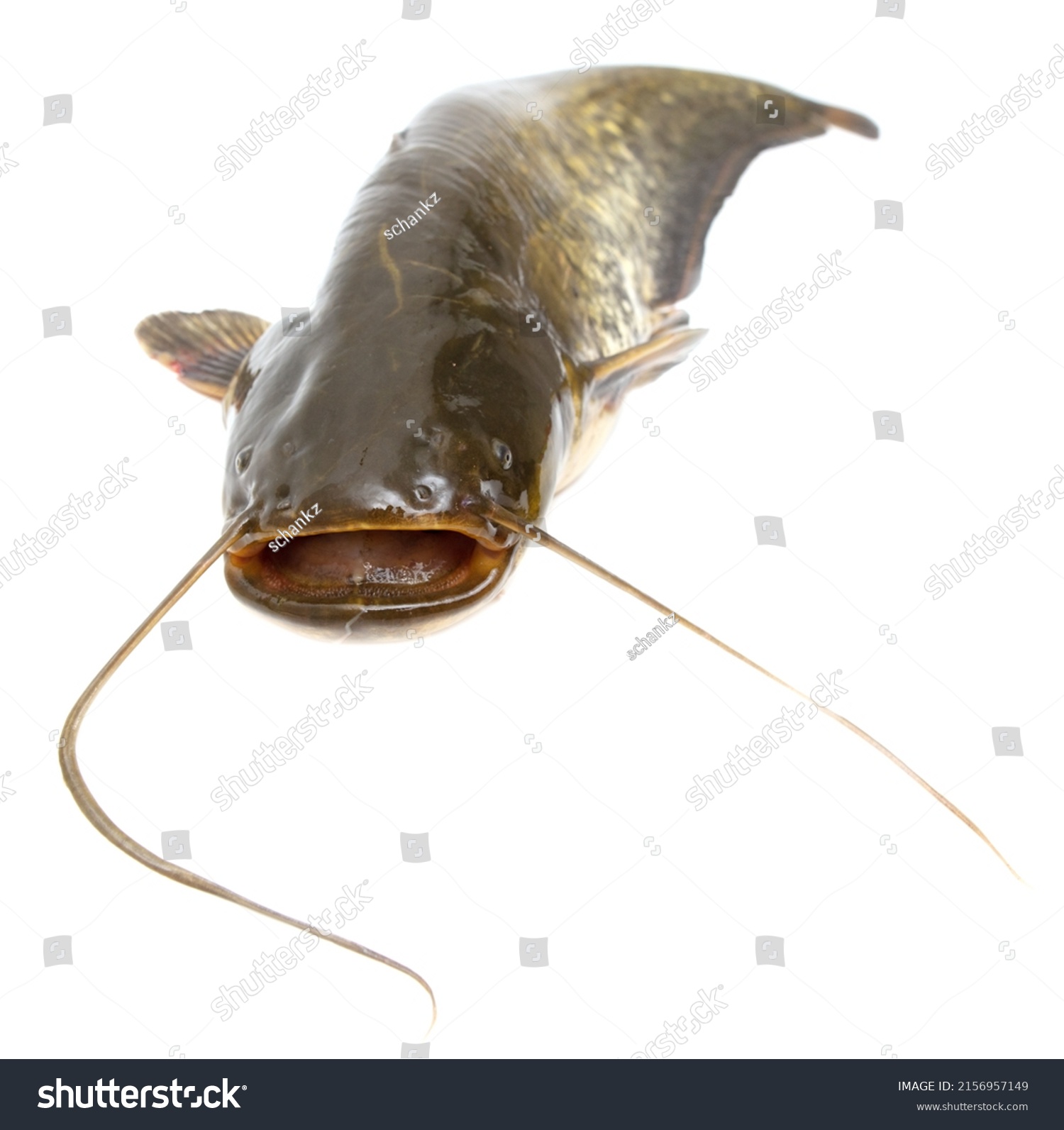 Catfish Fish Isolated On White Background Stock Photo 2156957149 ...