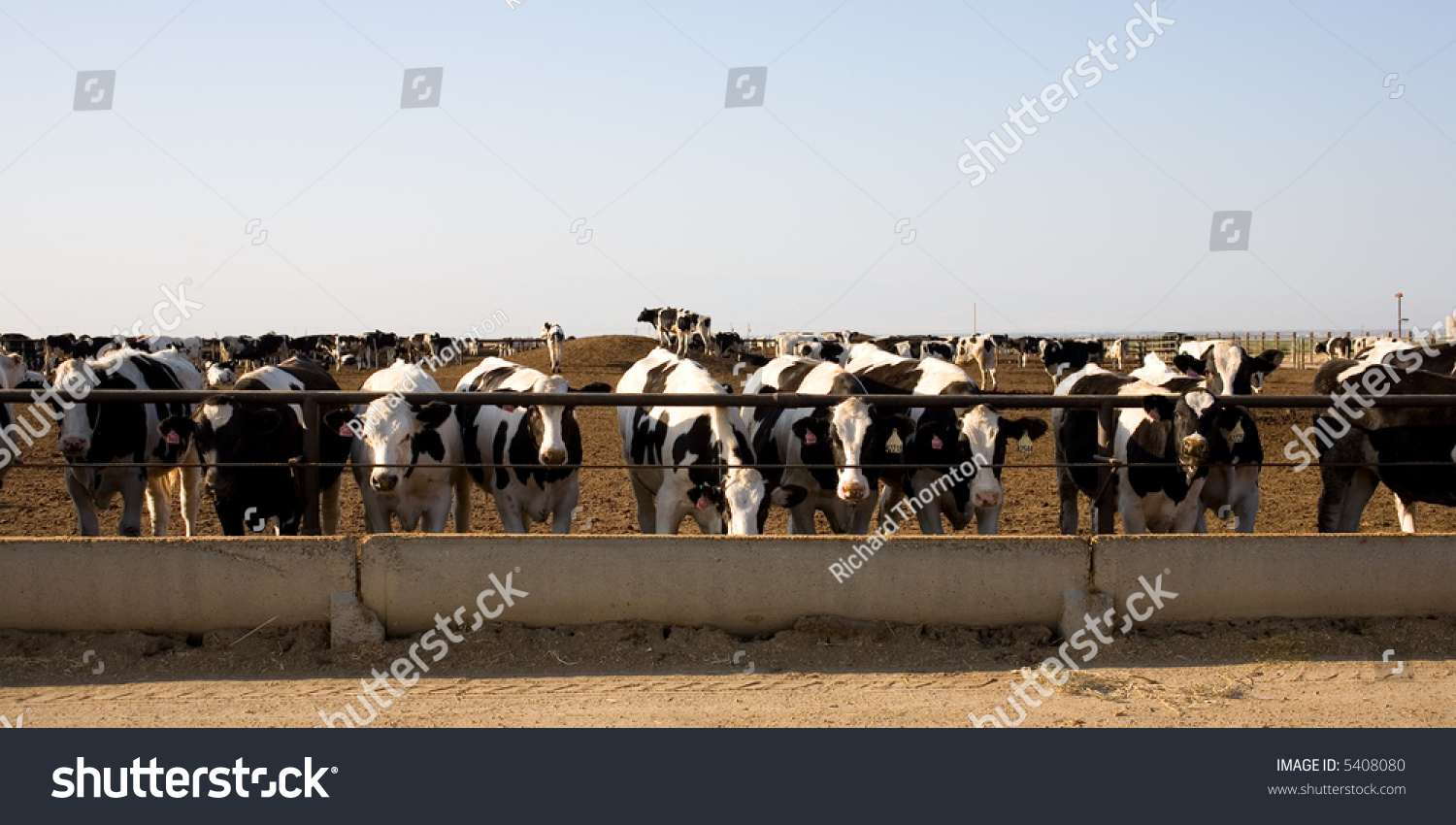 Cattle Feeding Trough Central California Feed Stock Photo 5408080 ...