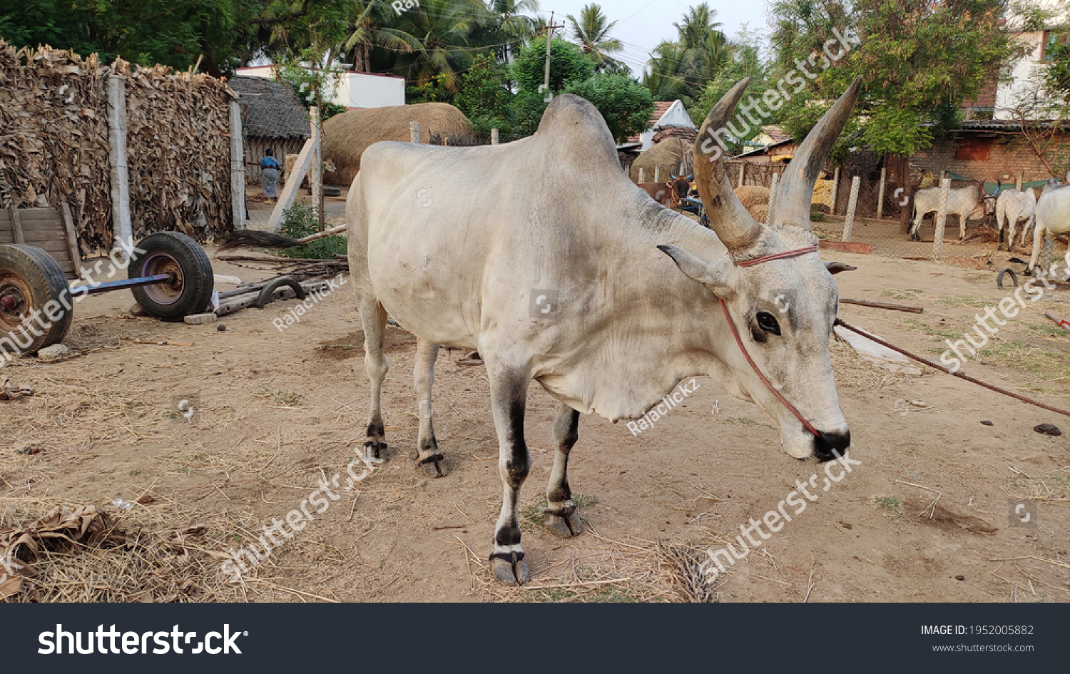 Cattle Cows Bulls Most Common Type Stock Photo 1952005882 | Shutterstock