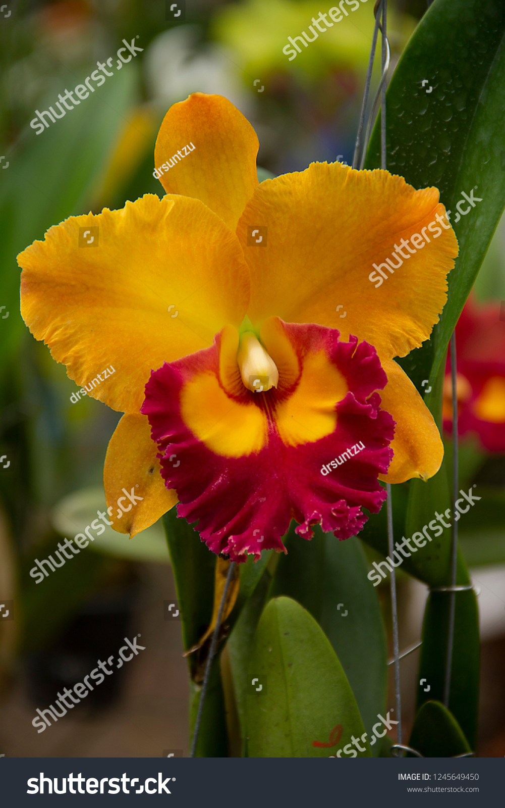 Cattleya Lip Orchids Big Showy Bloom Stock Photo (Edit Now) 1245649450