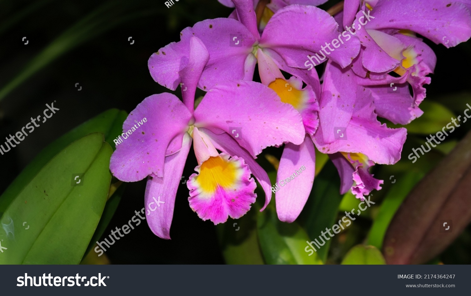 122 Cattleya john lindley Images, Stock Photos & Vectors | Shutterstock