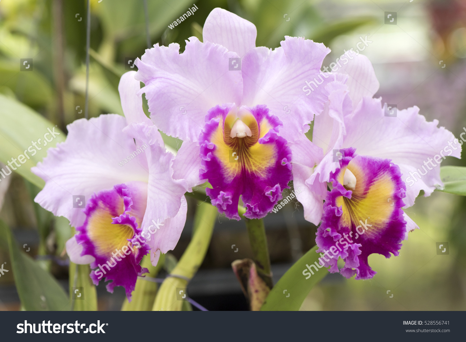 Cattleya Pink Bloom In The Garden. Stock Photo 528556741 : Shutterstock