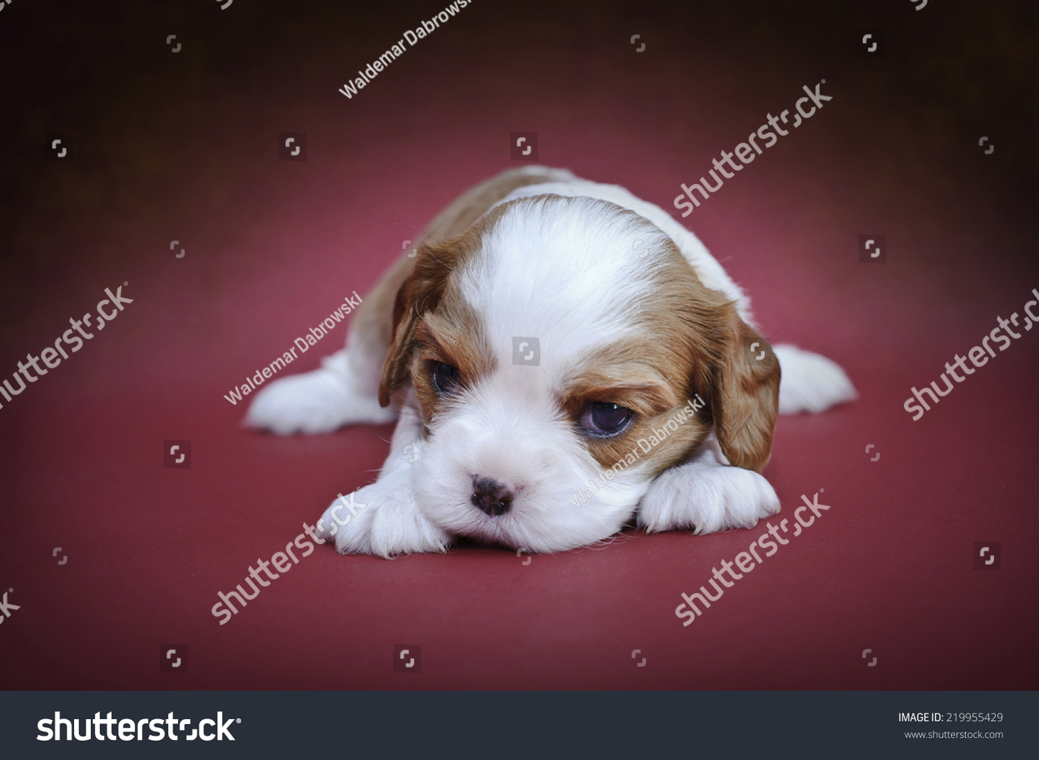 blenheim coloured cavalier