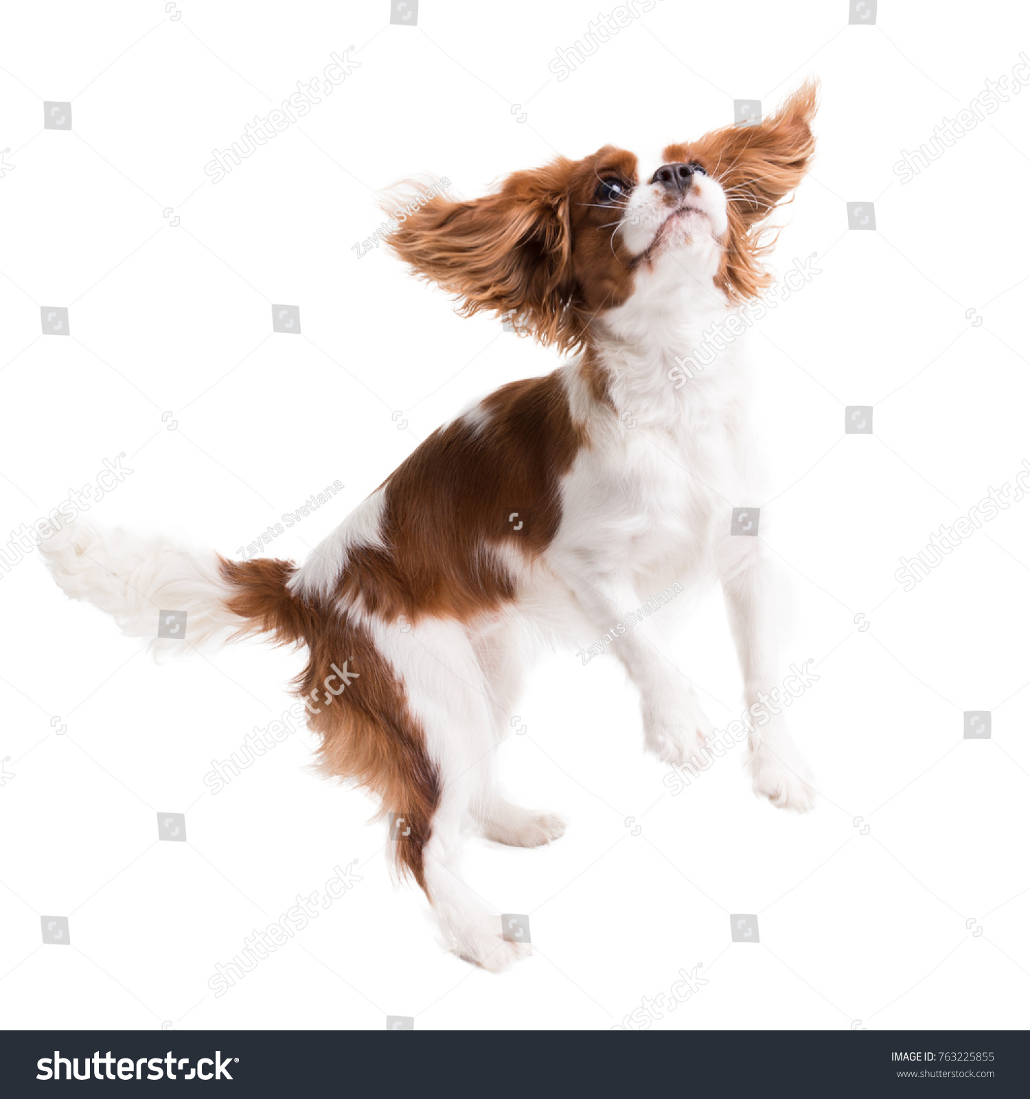 3,492 Spaniel jumping Images, Stock Photos & Vectors | Shutterstock