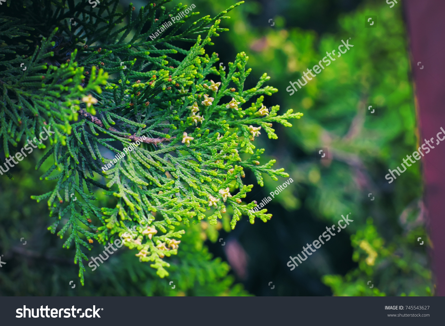 Cedar Tree Cedar Tree Chamaecyparis Common Stock Photo Edit Now