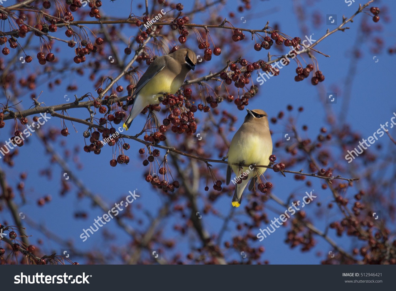 Cedar Waxwing (Bombycilla Cedrorum) In Winter Stock Photo 512946421 ...