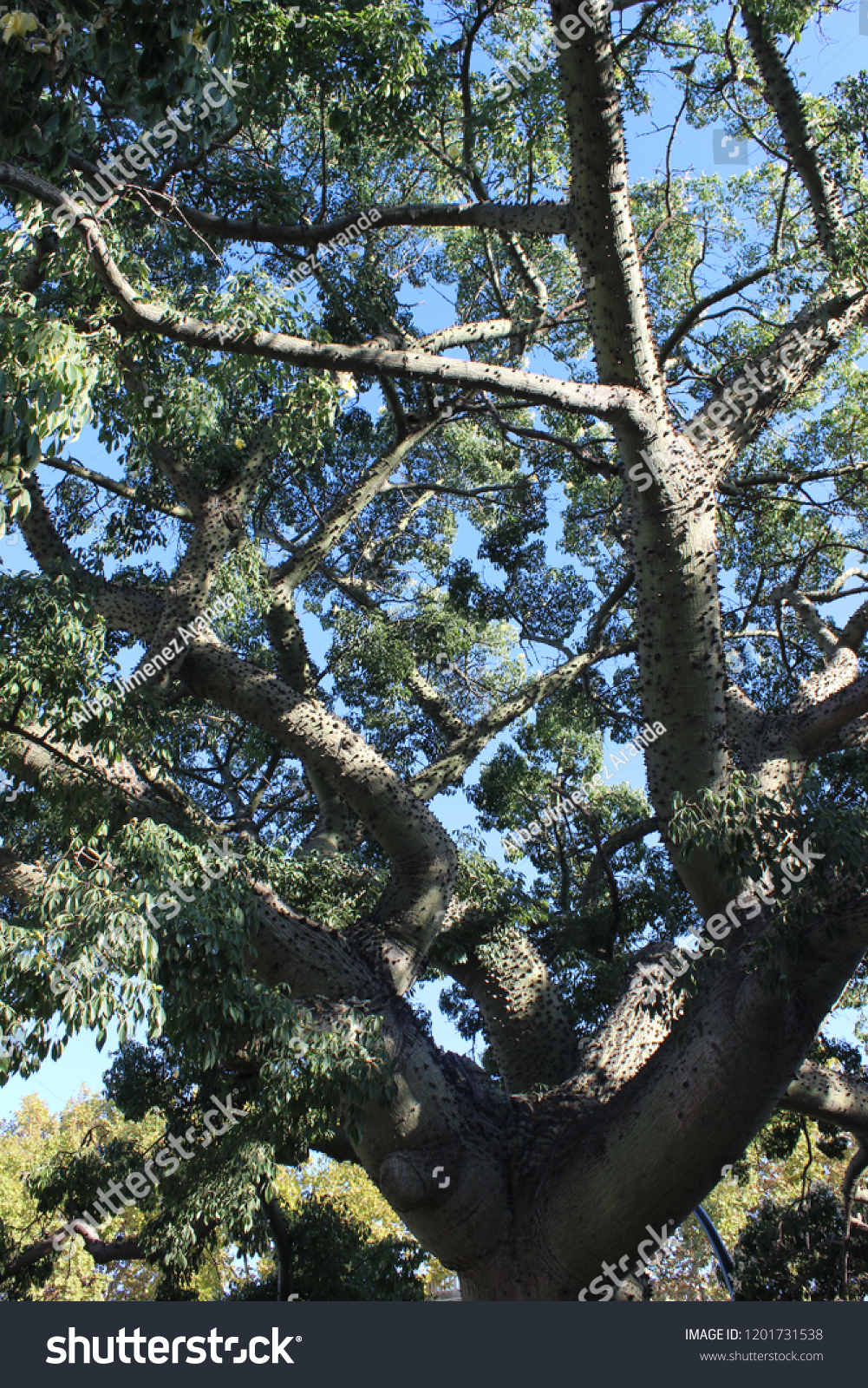 Ceiba Chodatii Floss Silk Tree Species Stock Photo Edit Now