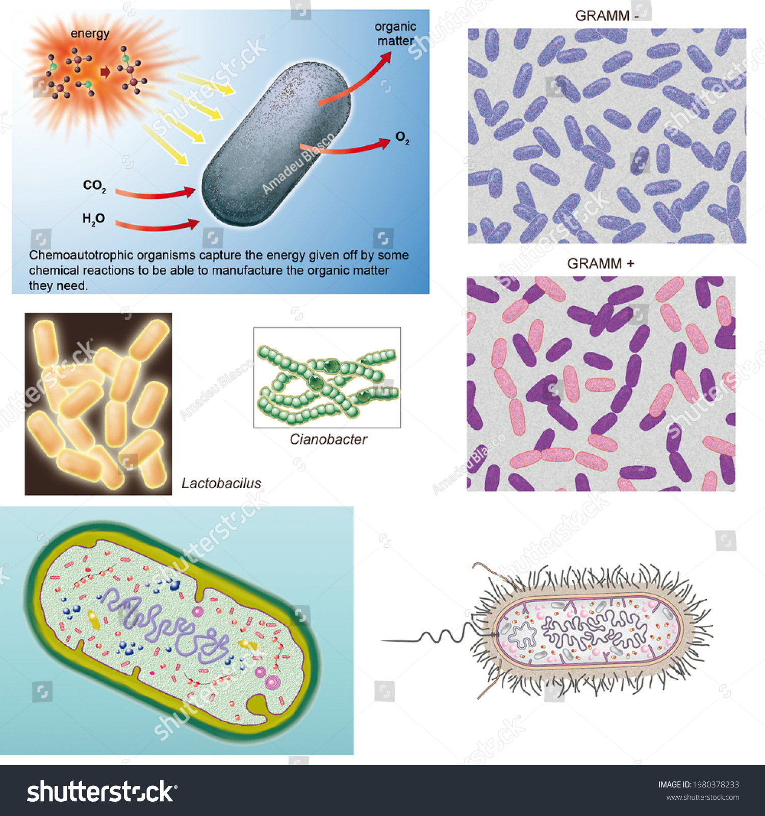 Cell Biology Prokaryotes Functioning Chemoautotrophic Organisms Stock Illustration 1980378233 1254