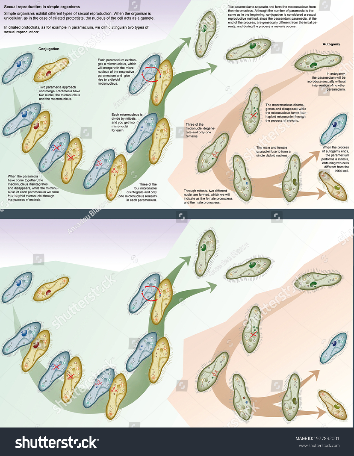 Cell Biology Sexual Reproduction Paramecium Caudatum Ilustrações Stock 1977892001 Shutterstock 2817