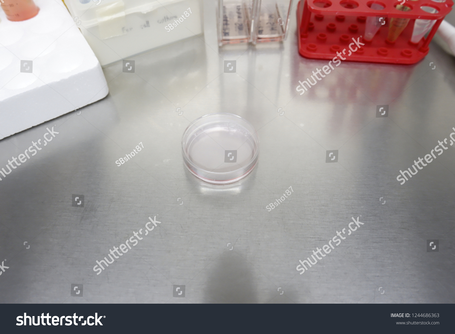 Cell Culture Disc Plate Laminar Flow Stock Photo 1244686363 | Shutterstock