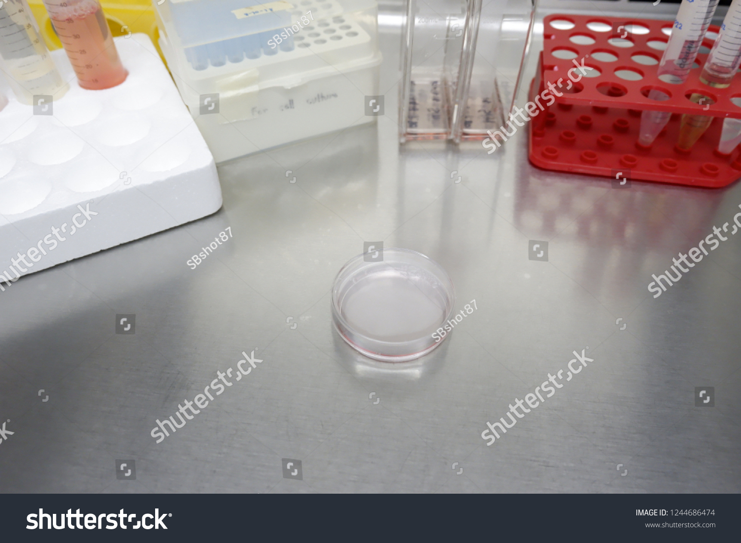 Cell Culture Disc Plate Laminar Flow Stock Photo 1244686474 