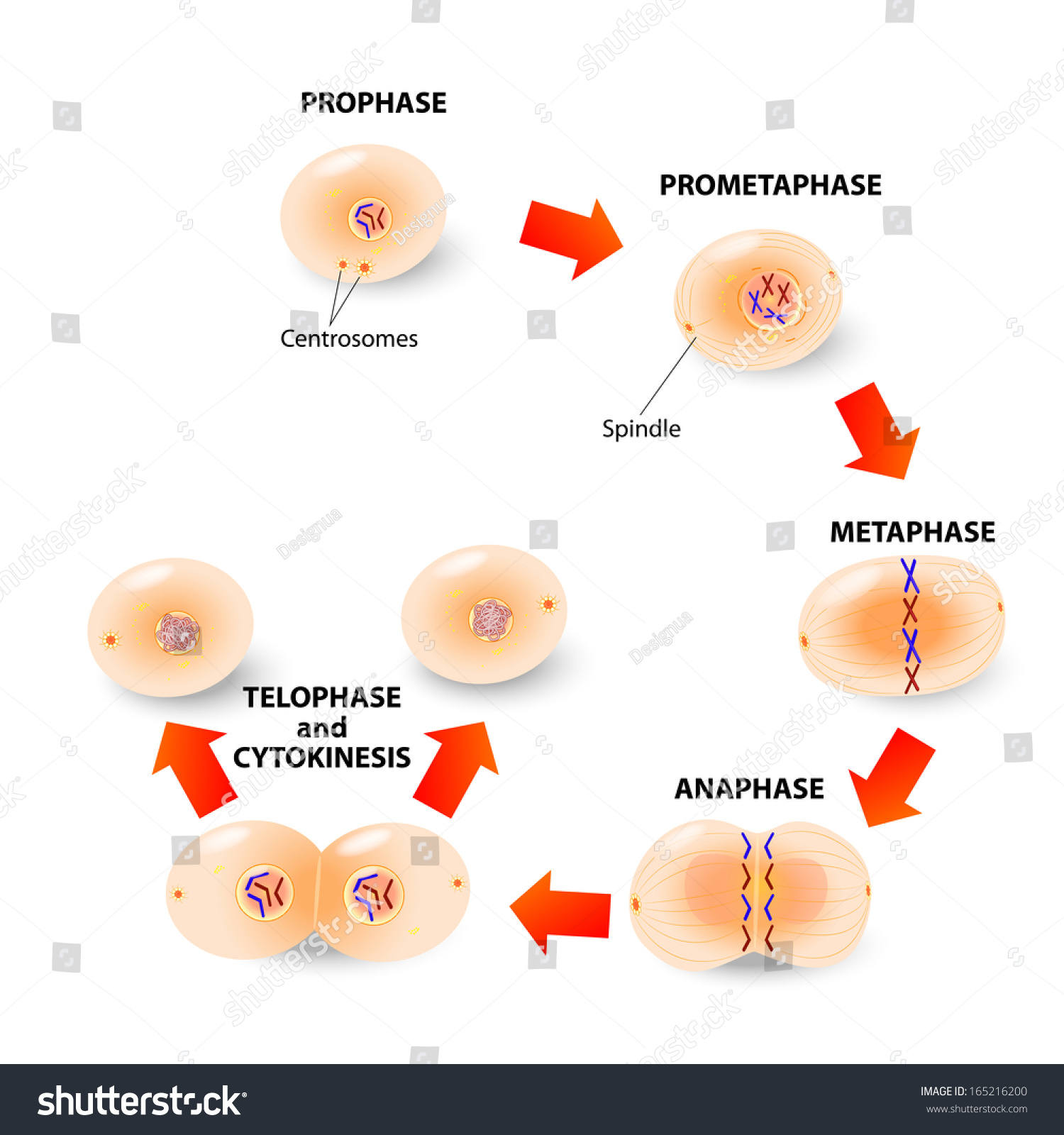 Cell Division. Mitosis Is The Process By Which Our Bodies Replace Cells ...