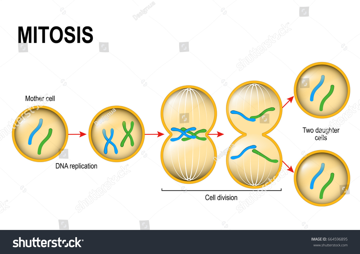 Cell Division Mitosis Scheme Stock Illustration 664596895 Shutterstock 6406