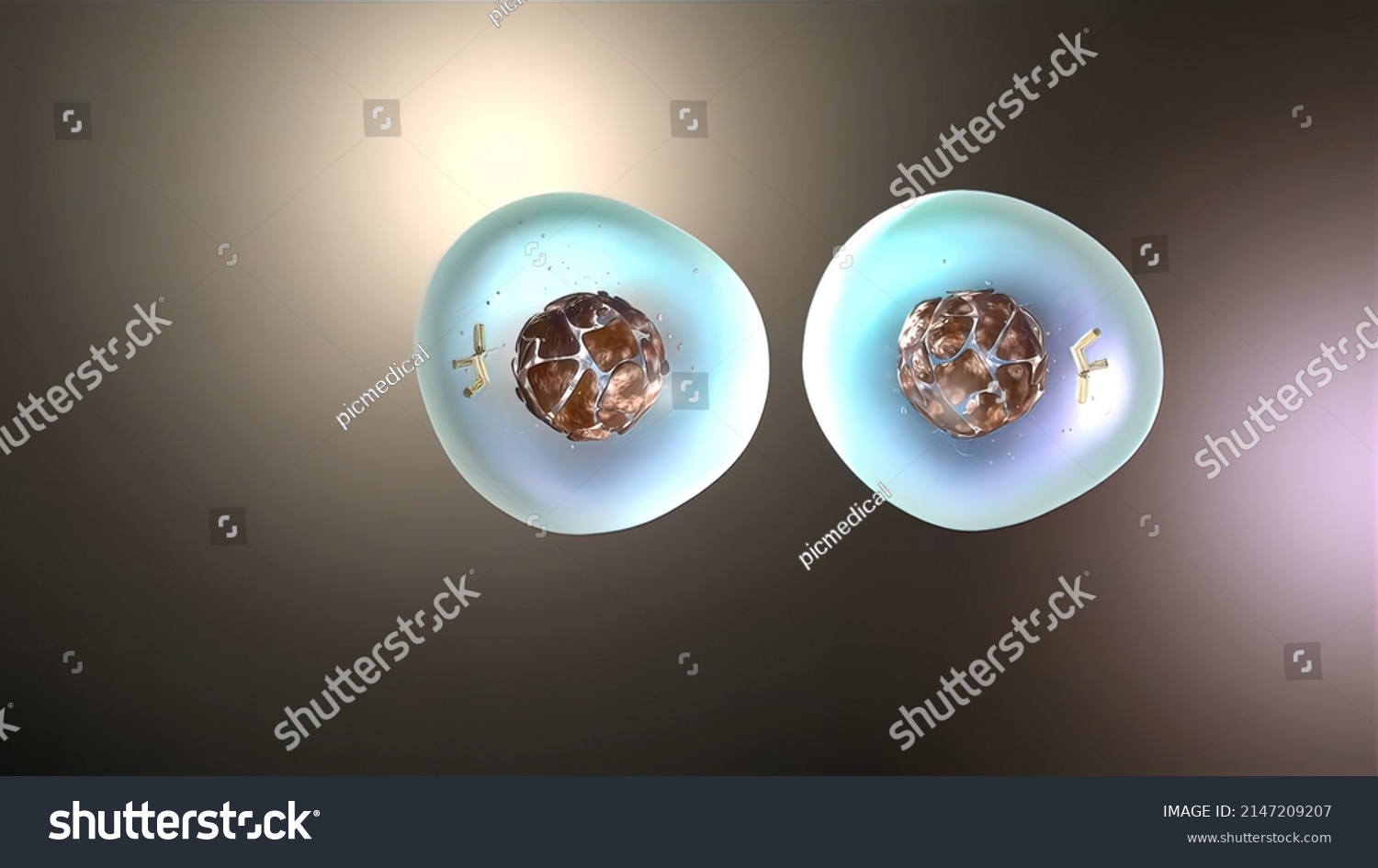 División Celular O Clonación De Células Ilustración De Stock 2147209207 Shutterstock