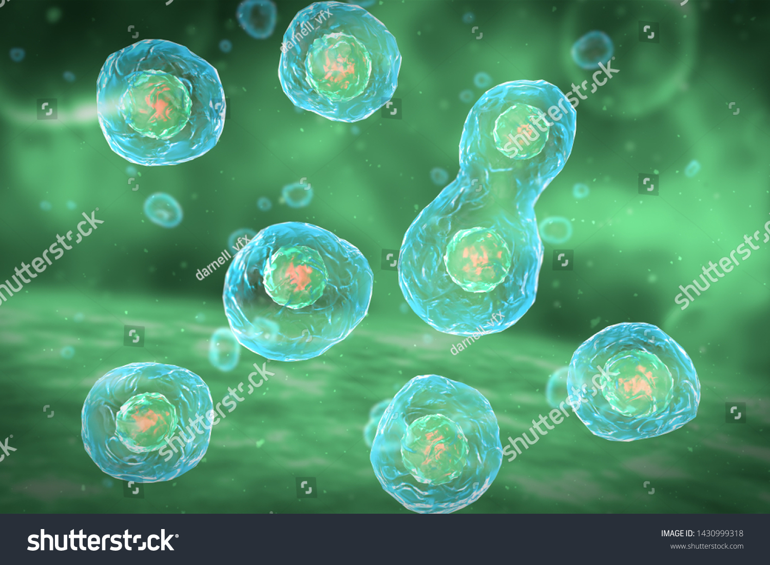 Cell Division Stages Mitosis 3d Illustration Stock Illustration ...