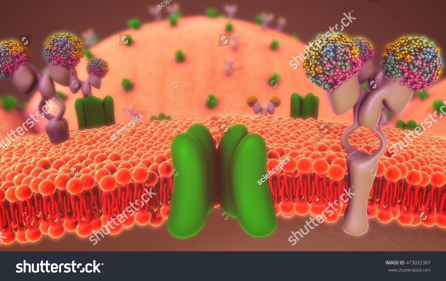 Cell Membrane 3d Illustration - 473032387 : Shutterstock