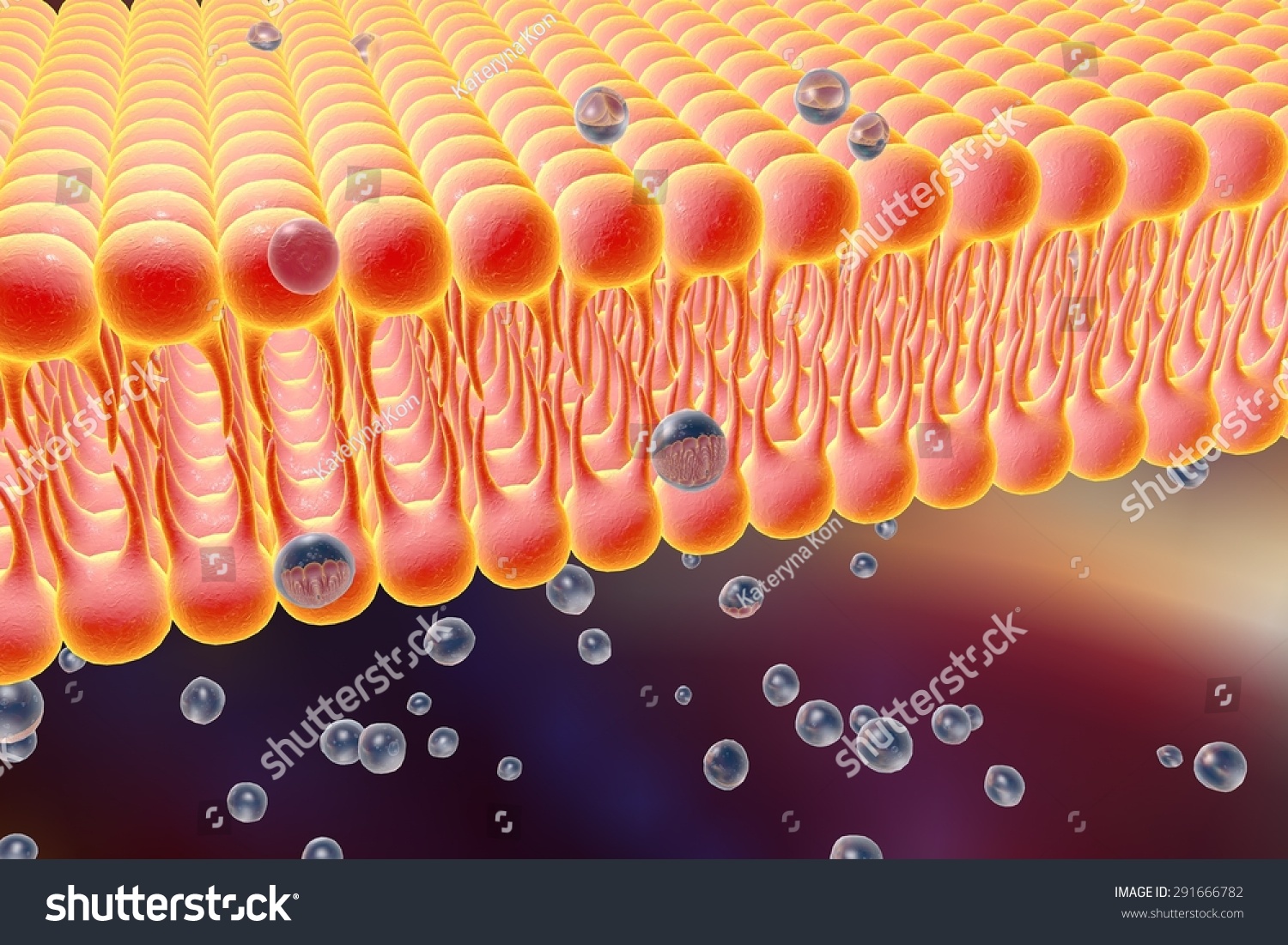 Cell Membrane. Lipid Bilayer. Digital Illustration Of A Diffusion Of ...