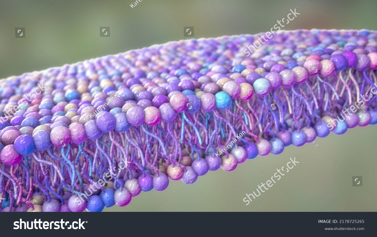 Cell Membrane Phospholipid Bilayer Scientific 3d Stock Illustration ...