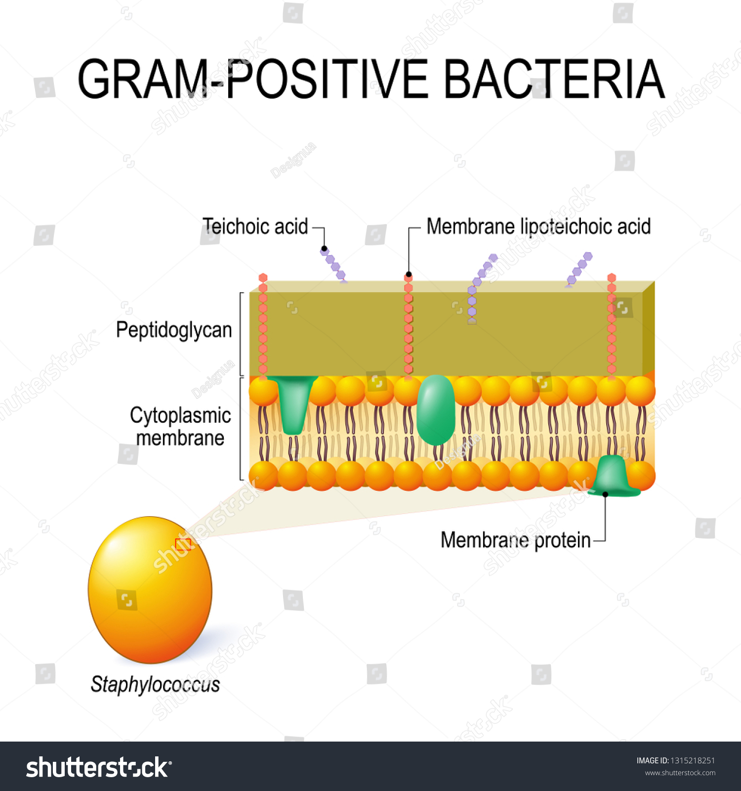 Cell Wall Structure Grampositive Bacteria Example Stock Illustration ...