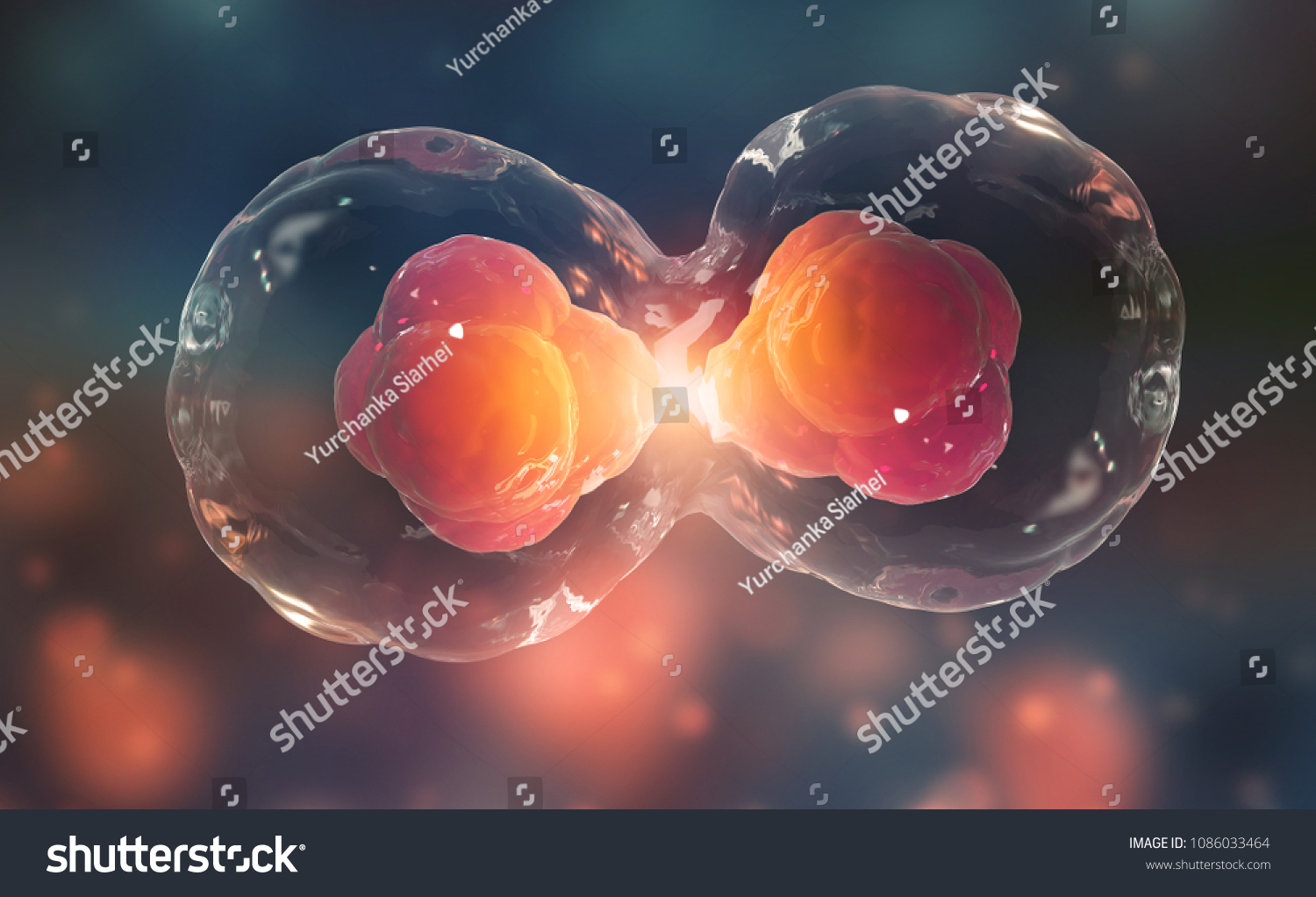 Cells Under Microscope Cell Division Cellular Stock Illustration Shutterstock