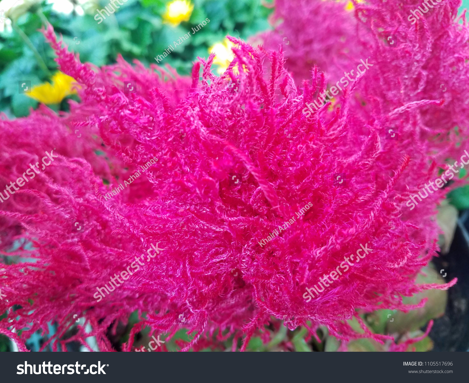 Celosia Dragons Breath Flowering Plant Stock Photo Edit Now